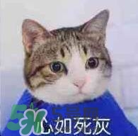 紀(jì)梵希黑色頰彩霜怎么樣？紀(jì)梵希黑色腮紅多少錢？