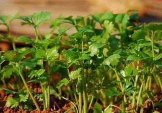 5月份能種香菜嗎？五月份能種香菜嗎？