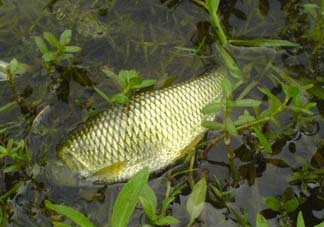 五月份能釣草魚(yú)嗎？五月份釣草魚(yú)用什么餌料？