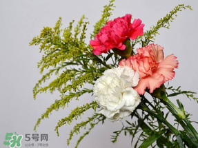 母親節(jié)送什么顏色的康乃馨？2017年母親節(jié)康乃馨推薦