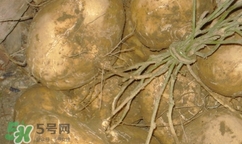 孕婦可以吃土瓜嗎？孕婦能吃土瓜嗎？