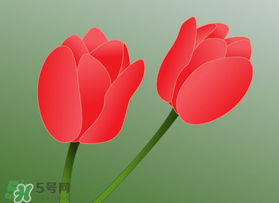 母親節(jié)可以送郁金香嗎？為什么母親節(jié)送郁金香？
