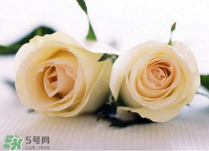 母親節(jié)可以送白玫瑰嗎？白玫瑰適合送什么人？