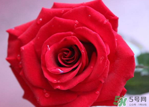 母親節(jié)送什么顏色的玫瑰花？母親節(jié)送幾朵玫瑰花？