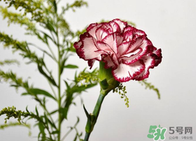 康乃馨可以放多久？康乃馨怎么養(yǎng)？
