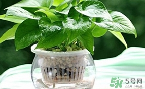 綠蘿葉子發(fā)黃怎么辦？綠籮多久澆一次水？