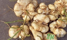生吃土瓜有什么好處？土瓜生吃的功效與作用