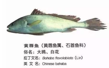 黃唇魚(yú)怎么做？黃唇魚(yú)怎么保存