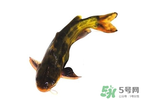 黃顙魚有毒嗎？黃顙魚的營養(yǎng)價值
