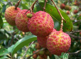 五月份有荔枝嗎？5月份有荔枝嗎？