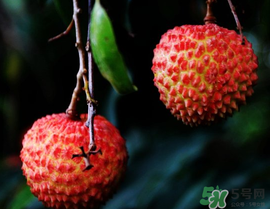 五月份有荔枝嗎？5月份有荔枝嗎？