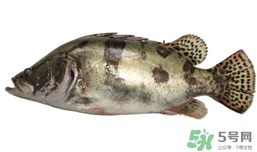 鱖魚(yú)怎么讀？鱖魚(yú)是什么魚(yú)