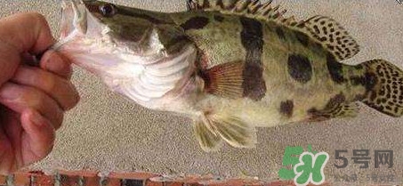 鱖魚是海魚嗎？鱖魚是淡水魚還是海魚