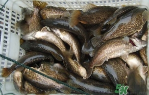 鱖魚(yú)怎么做好吃？鱖魚(yú)怎么做給寶寶吃
