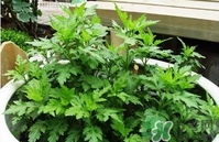 菊花腦是什么？菊花腦是野菊花嗎