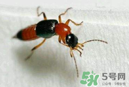 被隱翅蟲咬了后怎么辦？隱翅蟲如何預(yù)防和治療咬傷？