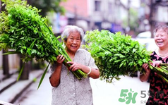 端午節(jié)前后出沒(méi)的毒蟲有哪些？端午節(jié)前后如何預(yù)防毒蟲？