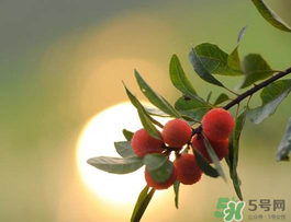 楊梅可以帶上飛機(jī)嗎？飛機(jī)能帶楊梅嗎？