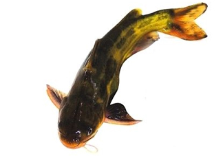 黃顙魚有毒嗎？黃顙魚的營養(yǎng)價值