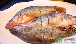 鱖魚是海魚嗎？鱖魚是淡水魚還是海魚