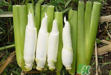 茭白怎么處理？茭白要去皮嗎