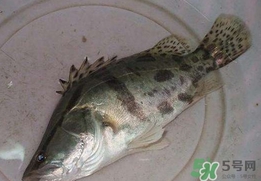 鱖魚(yú)怎么讀？鱖魚(yú)是什么魚(yú)