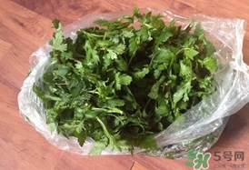 菊花腦怎么種？菊花腦怎么摘