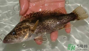 鱖魚(yú)怎么養(yǎng)？鱖魚(yú)養(yǎng)殖技術(shù)