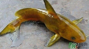 黃顙魚有毒嗎？黃顙魚的營養(yǎng)價值