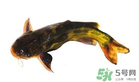 黃顙魚有毒嗎？黃顙魚的營養(yǎng)價值