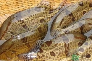 鱖魚是桂魚嗎？鱖魚和桂魚的區(qū)別