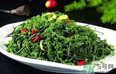 菊花腦怎么種？菊花腦怎么摘