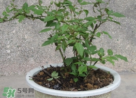 盆栽樹莓怎么養(yǎng)？盆栽樹莓的種植方法