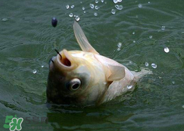 小滿怎么釣魚？小滿釣魚技巧