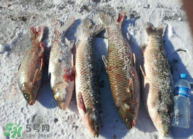 小滿怎么釣魚？小滿釣魚技巧