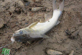 小滿怎么釣魚？小滿釣魚技巧