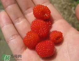 覆盆子的熱量高嗎？覆盆子可以減肥嗎？