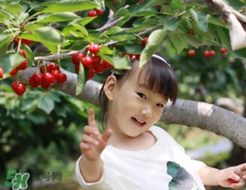 5月份還有櫻桃摘嗎？5月份哪里可以摘櫻桃？