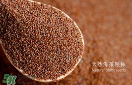 海藻面膜要泡多久最好？海藻面膜要泡多長時間？
