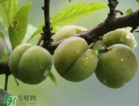 吃李子牙齒酸怎么辦？為什么吃多了李子牙會(huì)酸？