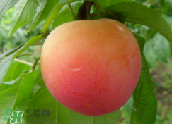 吃李子為什么會(huì)拉肚子？拉肚子可以吃李子嗎？