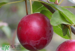 李子和蜂蜜能一起吃嗎？吃了李子可以喝蜂蜜嗎？