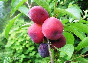 五月份有李子嗎？五月份的李子能吃嗎？