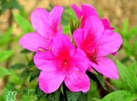 五月還有杜鵑花嗎？杜鵑花什么時候開？