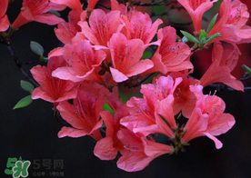 五月還有杜鵑花嗎？杜鵑花什么時候開？