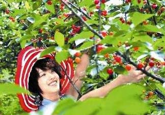 5月份還有櫻桃摘嗎？5月份哪里可以摘櫻桃？