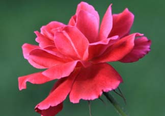 五月還有杜鵑花嗎？杜鵑花什么時候開？