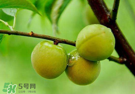 青梅果有什么好處？青梅果的功效與作用