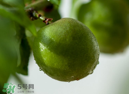 青梅果有什么好處？青梅果的功效與作用