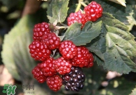 刺泡是山莓嗎？刺泡和山莓的區(qū)別